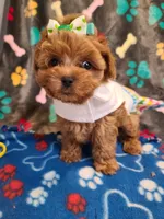 Pixie , a female Maltipoo and Poodle - Toy  for sale in Wentworth, MO – 2 of 7