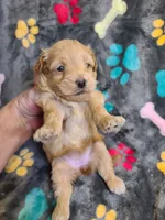 Candy, a female Poodle - Toy  and Havapoo for sale in Wentworth, MO – 2 of 5
