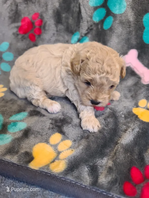 Randi – Poodle - Toy , Havapoo puppy for sale in Wentworth, MO