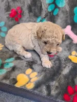 Randi, a female Poodle - Toy  and Havapoo for sale in Wentworth, MO – 1 of 4