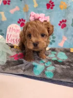 Josiah, a female Maltipoo and Poodle - Toy  for sale in Wentworth, MO – 7 of 10