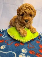 Symphony , a  Poodle - Toy  and Bichpoo for sale in Wentworth, MO – 2 of 4