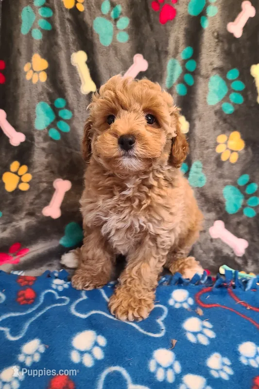 Pickles – Poodle - Toy , Bichpoo puppy for sale in Wentworth, MO