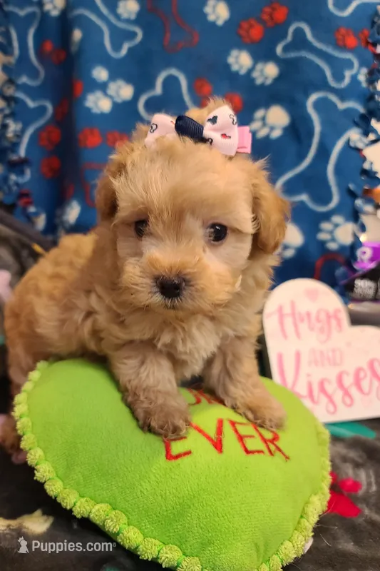 Candy – Poodle - Toy , Havapoo puppy for sale in Wentworth, MO