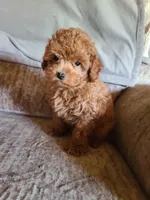 REDBULL , a male Maltipoo and Poodle - Toy  for sale in Wentworth, MO – 5 of 6