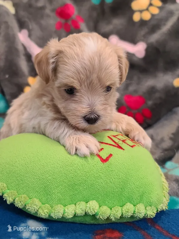 Casper  – Maltipoo, Poodle - Toy  puppy for sale in Wentworth, MO