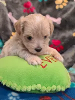 Casper , a male Maltipoo and Poodle - Toy  for sale in Wentworth, MO – 1 of 6