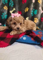 Sophia , a female Poodle - Toy  and Bichpoo for sale in Wentworth, MO – 3 of 7
