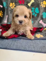Joey, a male Maltipoo and Poodle - Toy  for sale in Wentworth, MO – 4 of 6