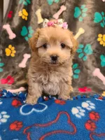 Dixie , a female Poodle - Toy  and Havapoo for sale in Wentworth, MO – 6 of 8