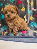 Frisco , a male Maltipoo and Poodle - Toy  for sale in Wentworth, MO – 6 of 6