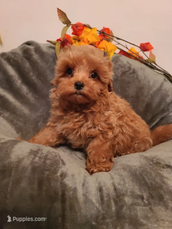 Rascal  – Maltipoo, Poodle - Toy  puppy for sale in Wentworth, MO