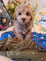 Rascal, a male Bichpoo for sale in Wentworth, MO – Photo 5 of 5