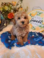 Rascal, a male Bichpoo for sale in Wentworth, MO – Photo 3 of 5
