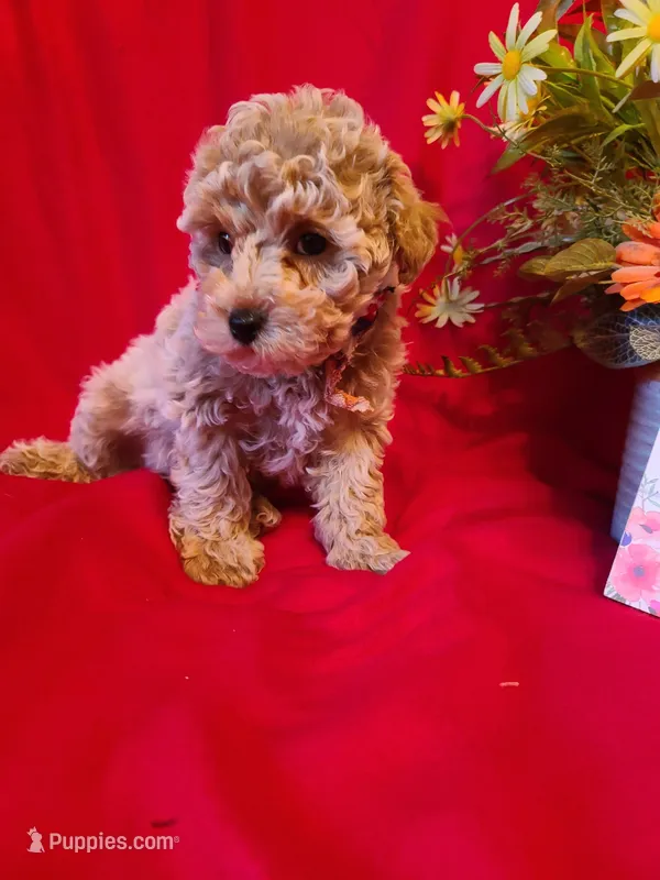 Benny  – Poodle - Toy , Bichpoo puppy for sale in Wentworth, MO