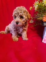 Benny , a male Poodle - Toy  and Bichpoo for sale in Wentworth, MO – Photo 1 of 3