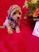 Benny , a male Poodle - Toy  and Bichpoo for sale in Wentworth, MO – Photo 3 of 3