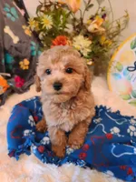 Rascal, a male Bichpoo for sale in Wentworth, MO – Photo 4 of 5