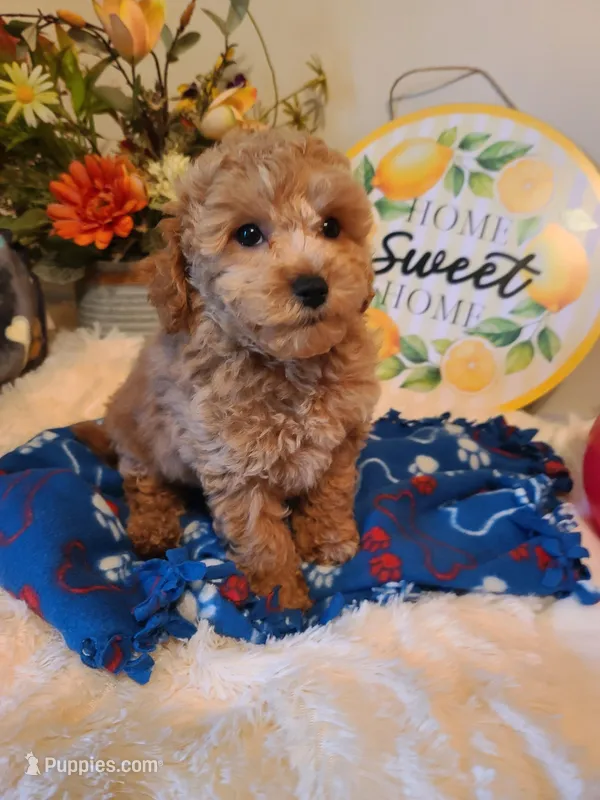 Benny  – Poodle - Toy , Bichpoo puppy for sale in Wentworth, MO
