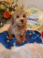 Rascal, a male Bichpoo for sale in Wentworth, MO – Photo 1 of 5