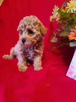 Benny , a male Poodle - Toy  and Bichpoo for sale in Wentworth, MO – Photo 2 of 3