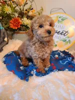 Rascal, a male Bichpoo for sale in Wentworth, MO – Photo 2 of 5