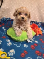 Carson , a male Maltese and Poodle - Toy  for sale in Wentworth, MO – 7 of 7