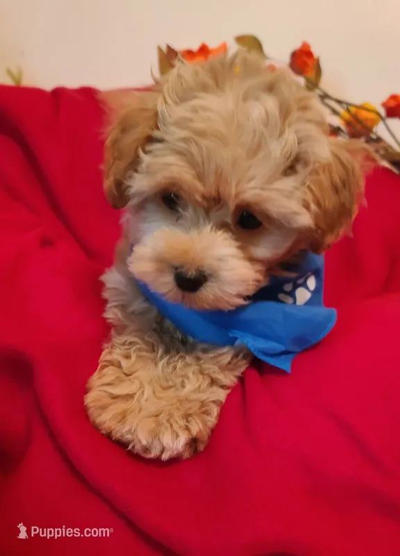 Dee Dee – Poodle - Toy , Havapoo puppy for sale in Wentworth, MO