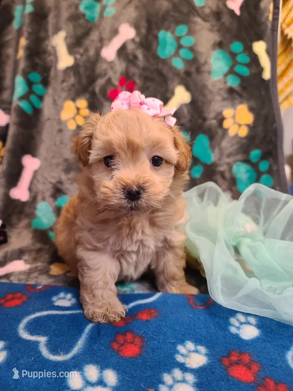 Candy – Poodle - Toy , Havapoo puppy for sale in Wentworth, MO