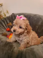 Dixie , a female Poodle - Toy  and Havapoo for sale in Wentworth, MO – 8 of 8