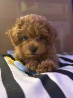 Sonny , a  Poodle - Toy  and Bichpoo for sale in Wentworth, MO – 2 of 6