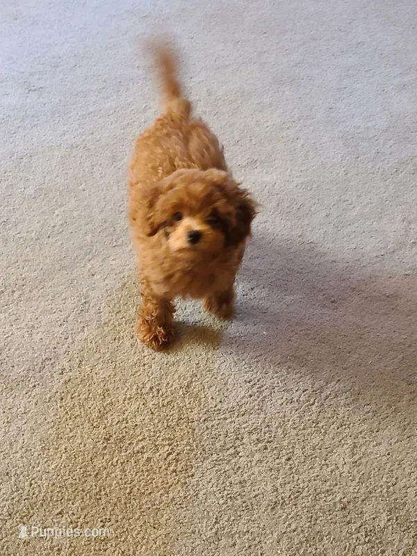 REDBULL  – Maltipoo, Poodle - Toy  puppy for sale in Wentworth, MO