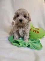 Ranger, a male Maltipoo for sale in Wentworth, MO – Photo 3 of 7