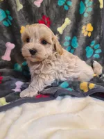 Ranger, a male Maltipoo for sale in Wentworth, MO – Photo 1 of 7