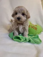 Ranger, a male Maltipoo for sale in Wentworth, MO – Photo 6 of 7