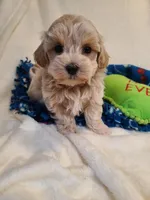 Ranger, a male Maltipoo for sale in Wentworth, MO – Photo 7 of 7