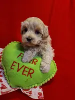 Ranger, a male Maltipoo for sale in Wentworth, MO – Photo 5 of 7