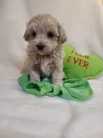 Ranger, a male Maltipoo for sale in Wentworth, MO – Photo 4 of 7