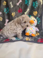 Ranger, a male Maltipoo for sale in Wentworth, MO – Photo 2 of 7