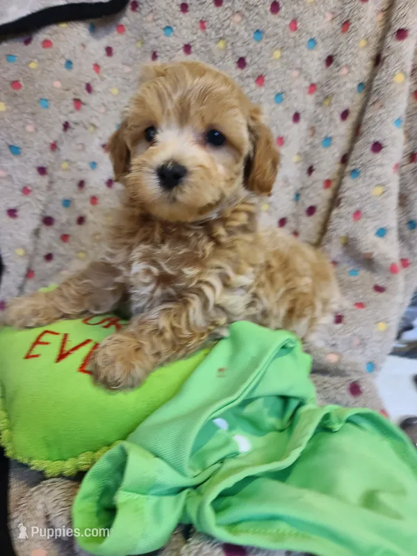 Gus – Maltipoo, Poodle - Toy  puppy for sale in Wentworth, MO