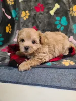 Joey, a male Maltipoo and Poodle - Toy  for sale in Wentworth, MO – 1 of 6