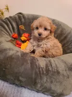 Dixie , a female Poodle - Toy  and Havapoo for sale in Wentworth, MO – 2 of 8