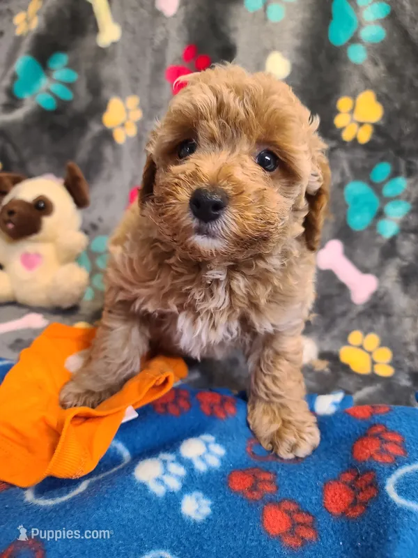 Pickles – Poodle - Toy , Bichpoo puppy for sale in Wentworth, MO