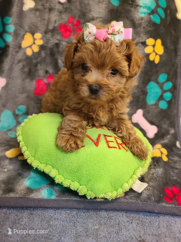 Josiah – Maltipoo, Poodle - Toy  puppy for sale in Wentworth, MO