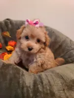Dixie , a female Poodle - Toy  and Havapoo for sale in Wentworth, MO – 5 of 8