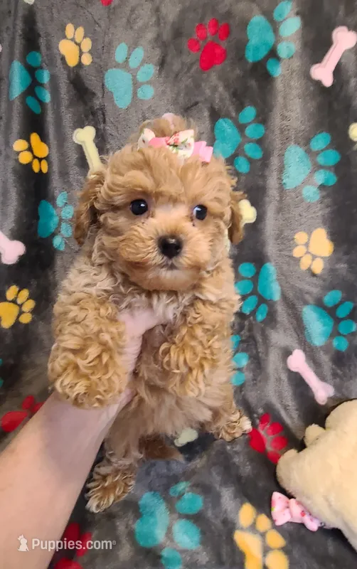 Sophia  – Poodle - Toy , Bichpoo puppy for sale in Wentworth, MO