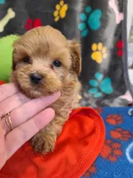 Rowdy, a male Maltipoo and Poodle - Toy  for sale in Wentworth, MO – 4 of 6