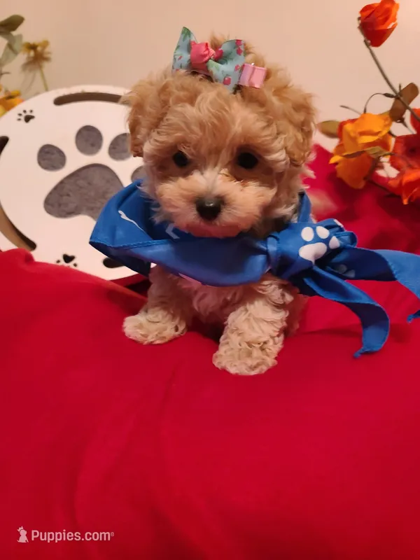 Dolly – Poodle - Toy , Havapoo puppy for sale in Wentworth, MO