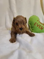 Rascal , a male Maltipoo and Poodle - Toy  for sale in Wentworth, MO – 2 of 5