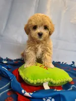 Teddy , a  Maltipoo and Poodle - Toy  for sale in Wentworth, MO – 6 of 7